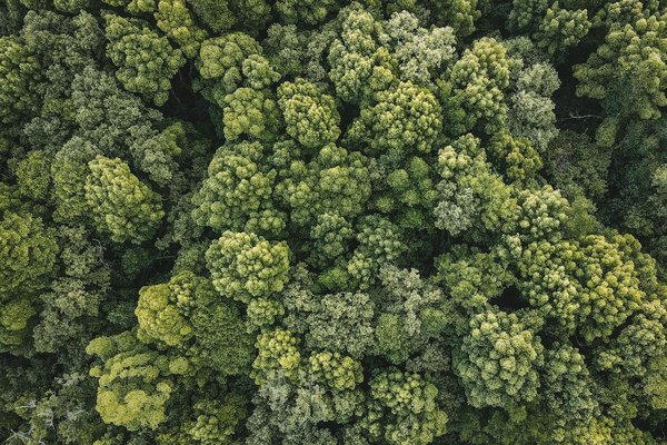 Obtenez des photos d'identité conformes en quelques clics en ligne